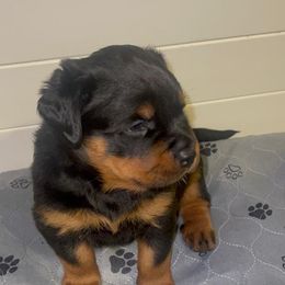 French Bulldog and Rottweiler Puppies from Von Haus Royal Rottweiler
