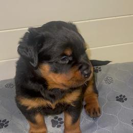 French Bulldog and Rottweiler Puppies from Von Haus Royal Rottweiler