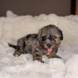 Kudzu - Tri-color male Bernedoodle puppy in Sweetwater, Florida from Sandy Snout Doodles