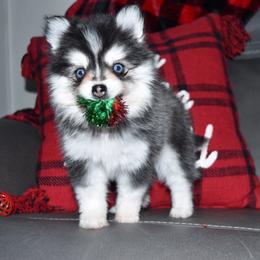 Vogue - Black and white female Pomsky puppy in Paulden, Arizona from Rose Peek Pomskies