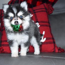 Vogue - Black and white female Pomsky puppy in Paulden, Arizona from Rose Peek Pomskies