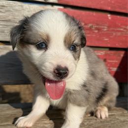 Havoc - male Miniature Australian Shepherd puppy in Godley, Texas from Bradley Kennels