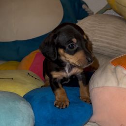 Bonney - Black and tan female Dachshund puppy in Los Angeles, California from Dachshunds of the Desert
