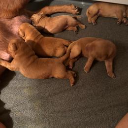 3 rd pick girl - Yellow female Labrador Retriever puppy in Littlefield, Arizona from Susan Burkey