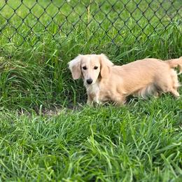 Aspen - Dachshund