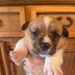 Star girl 2 - White and red female Pembroke Welsh Corgi puppy in Otterville, Missouri from Lynette McMillin McMillin Stony Point Corgis