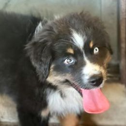 Australian Shepherds from My Tribe of Aussies