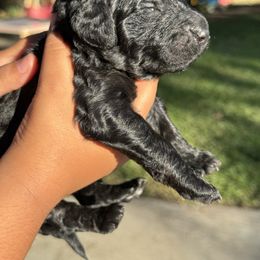 Silent Night - Black male Poodle puppy in Corona, California from Garden Of Poodles