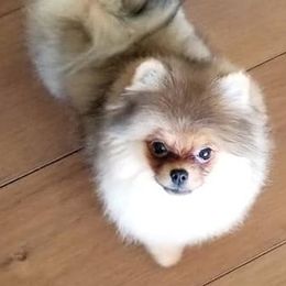Kenzie - Pomeranian
