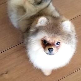 Kenzie - Pomeranian