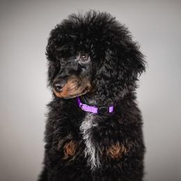 Honey - Phantom female Poodle puppy in Caldwell, Idaho from Boise Doodle Co.