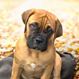 Bullmastiff Puppies from Ambrosia Mastiffs