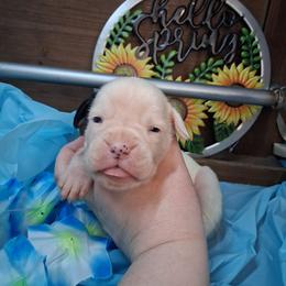 Boy 5 - White male Boxer puppy in Pikeville, Kentucky from Boxers of Whispered Wishes
