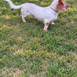 Willow - Piebald female Dachshund puppy in Pleasant Plains, Arkansas from JGBs Silver Spur Dachshunds