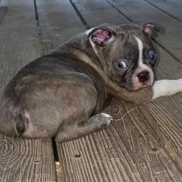 Anakin - Blue male Boston Terrier puppy in Chickamauga, Georgia from Aiguier's Bostons