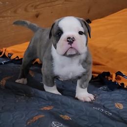 Ziti - Fawn brindle and white male Bulldog puppy in Washington from Sun City Campeiro Bulldogs