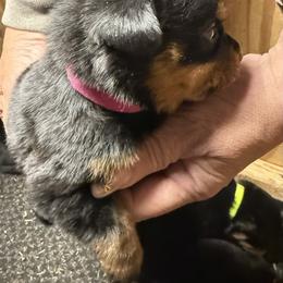 Girl 2 - Black and mahogany female Rottweiler puppy in Cartersville, Virginia from Vom Heldenhaft Rottweilers