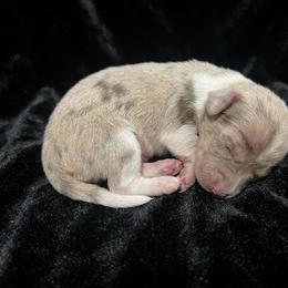 Female 2 AKC - Dapple female Dachshund puppy in Lehigh Acres, Florida from Ruby Rose Dachshund Dynasty