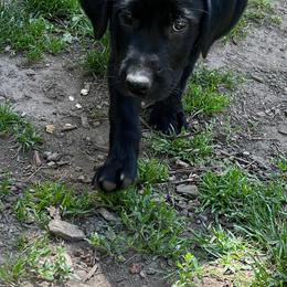 Labrador Retriever Puppies from Wings of Freedom Retrievers