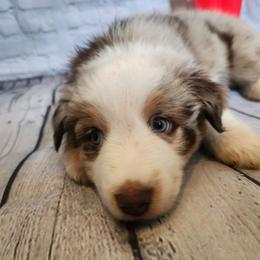 Pugsley - Red merle male Miniature Australian Shepherd puppy in Macomb, Missouri from Faunus Farms and Aussies