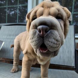 Girl 1 - Fawn female Chinese Shar-Pei puppy in Autryville, North Carolina from T&D'S Razen Wrinkles Shar-pei