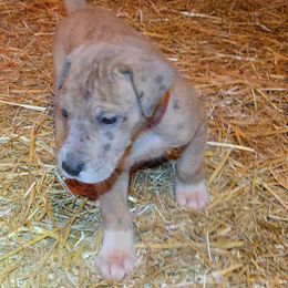HugItOut - Merle female Great Dane puppy in Street, Maryland from Grant’s Gorgeous Greats