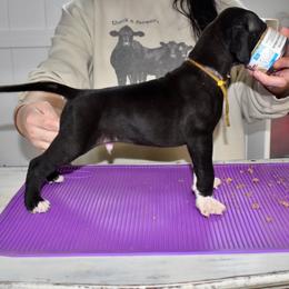 Jim Beam - Black and white male Great Dane puppy in Chapmansboro, Tennessee from Balthrop Bend Farms