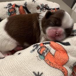 Reese's - Liver and white male Shih Tzu puppy in Hermiston, Oregon from Butterfly Shih Tzu Pups