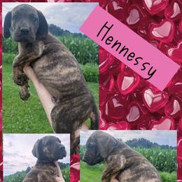 Hennessy - Brindle female Great Dane puppy in Wellsville, New York from Prophecy Danes