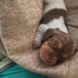Terrin - Chocolate and tan male Dachshund puppy in Sacramento, California from Family and Farm Friendly Dachshund
