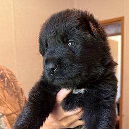 Ralph - green collar - Black male German Shepherd puppy in Winterport, Maine from Vom Stevens Old Fashioned German Shepherds