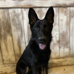 German Shepherd Puppies from Vecne Stesti German Shepherd Dogs