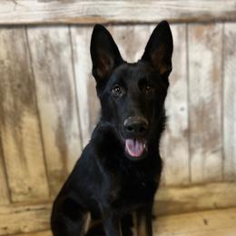 German Shepherd Puppies from Vecne Stesti German Shepherd Dogs