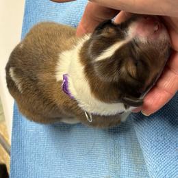 Passion - Sable and white female Collie puppy in Norris City, Illinois from Hoskins Collies