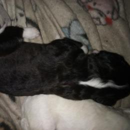 Morpheus - Black and white male Aussiedoodle puppy in New Philadelphia, Ohio from Oldtown Doodles