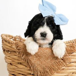 Assorted Doodle Crosses, Bernedoodle, Double Doodle, Goldendoodle, Labradoodle, and Whoodle Puppies from Our Little Farm Life Doodles