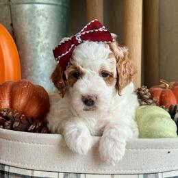 Fawn (has her own genetics great for family pet or breeders - Parti female Goldendoodle puppy in St. George, Utah from Dashing Doodle Pups