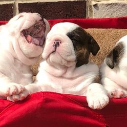 Bulldogs from Guinn’s Bulldogs