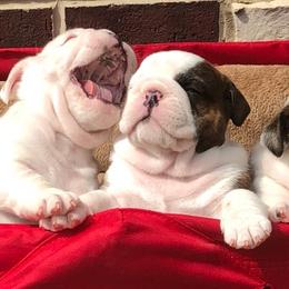 Bulldogs from Guinn’s Bulldogs