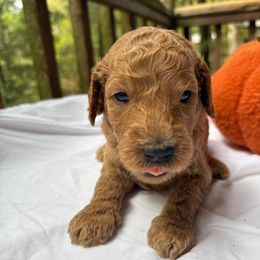 Scooby-doo - Apricot male Labradoodle puppy in Watertown, Tennessee from PawfectBud