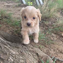 Wicket - Cream male Aussiedoodle puppy in Cumberland, Rhode Island from W Doodle Crew