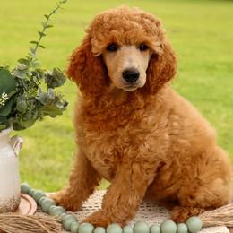 Francis - Red  male Poodle puppy in Utica, Ohio from Crystal Rose Canines