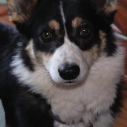 Pembroke Welsh Corgis from NannyKid Farm Corgis