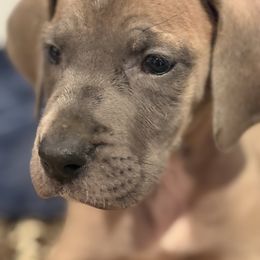 Nelson - Blue male Great Dane puppy in Hutchinson, Kansas from Dappled Danes