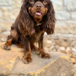 Caroline - Cavalier King Charles Spaniel