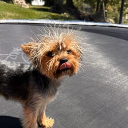 Yorkipoos from Yorkiepoo