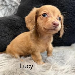 Lucy - Red female Dachshund puppy in Cabool, Missouri from Dachshund's of Country Magic Farms in Missouri