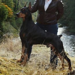 Doberman Pinscher Puppies from Ocean’s Breeze Doberman Pinschers