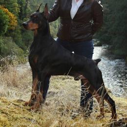 Doberman Pinscher Puppies from Ocean’s Breeze Doberman Pinschers