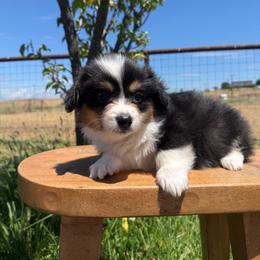 Ford - Black and tan male Pembroke Welsh Corgi puppy in Red Bluff, California from Wilder Ranch Corgis